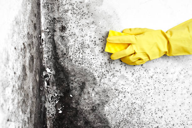 Reliable Suffolk, VA Mold Removal Solutions