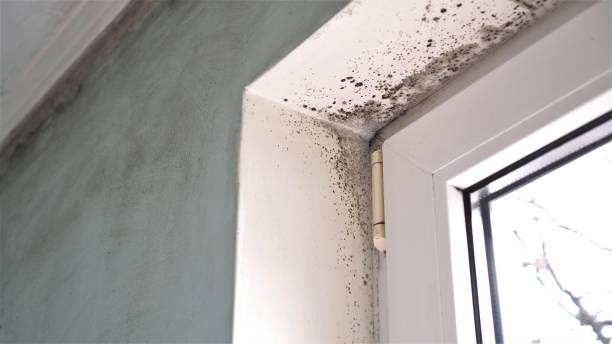 Best Local Mold Removal Service  in Suffolk, VA