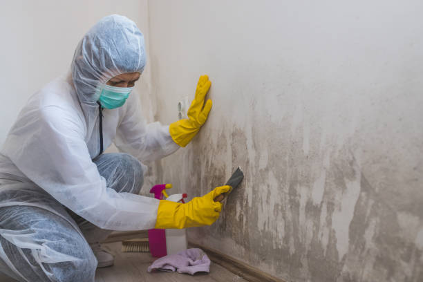 Home Mold Removal in Suffolk, VA