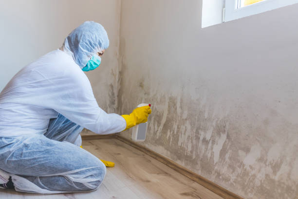 Best Professional Mold Removal  in Suffolk, VA