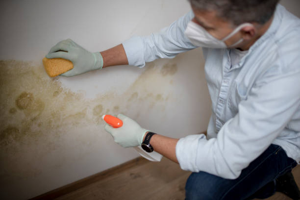 Best Mold Damage Repair  in Suffolk, VA