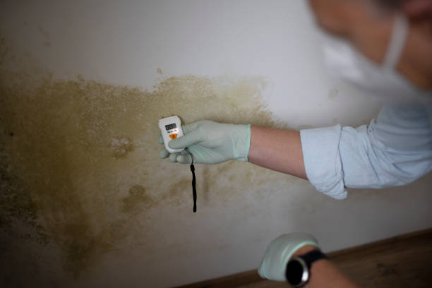 Best Certified Mold Removal  in Suffolk, VA