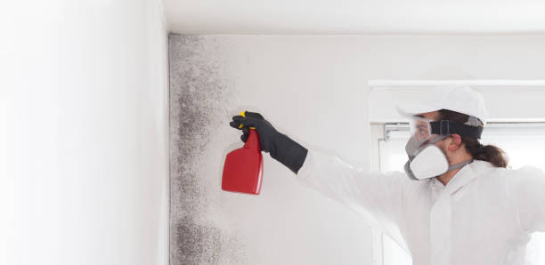 Best Black Mold Removal  in Suffolk, VA