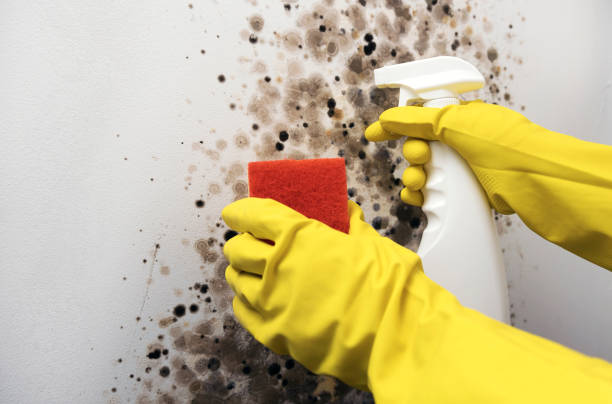 Mold Removal Process in Suffolk, VA