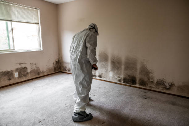 Best Mold Removal Near Me  in Suffolk, VA