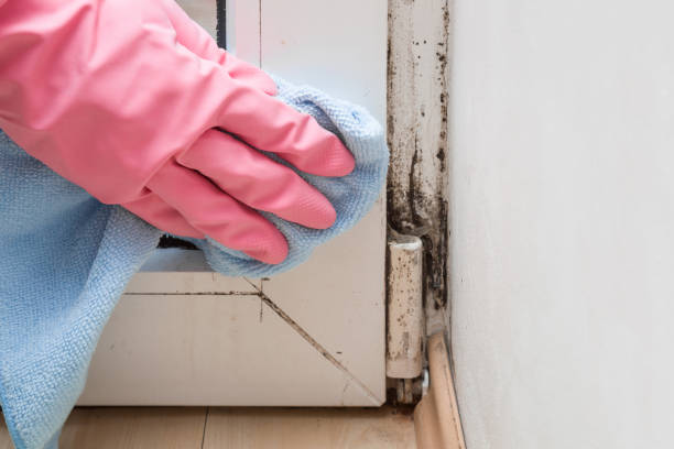 Best Mold Remediation  in Suffolk, VA