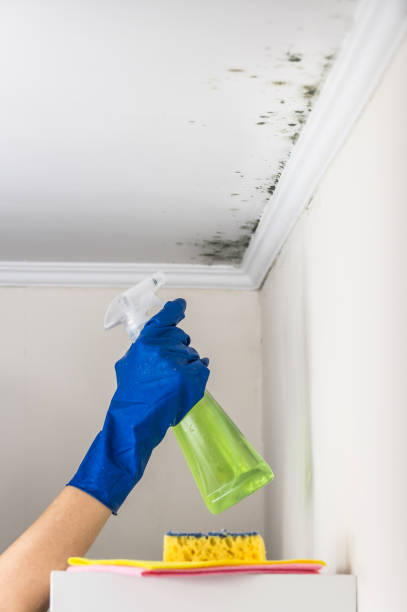 Best Black Mold Removal  in Suffolk, VA